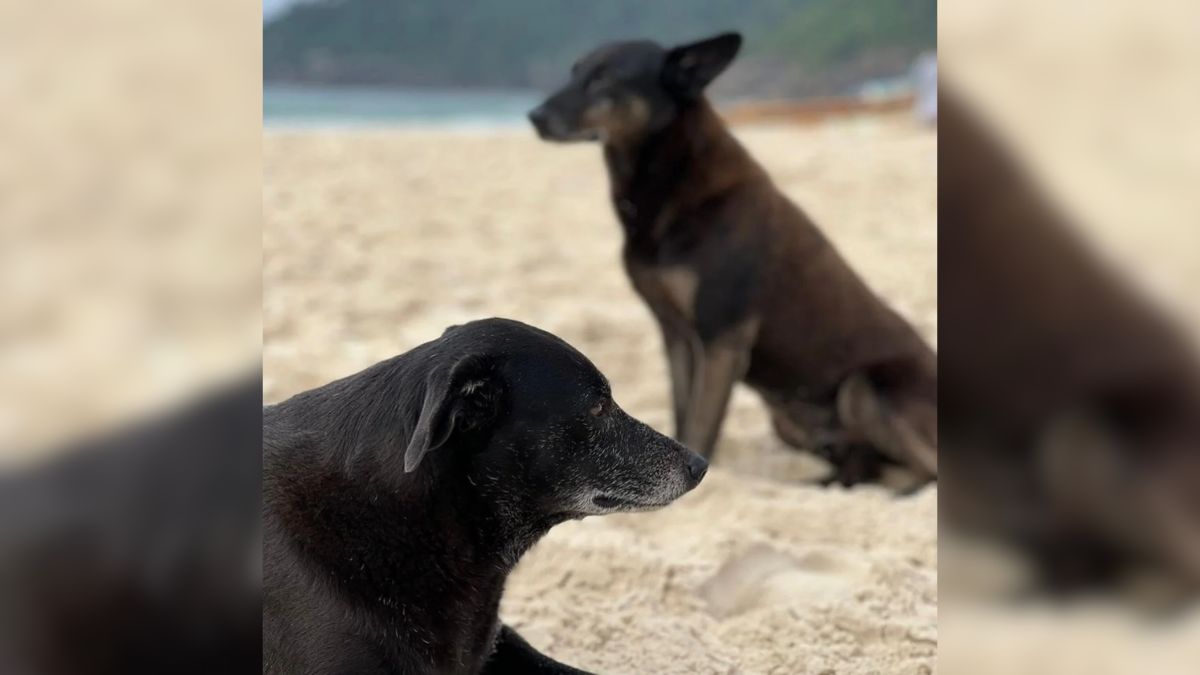 Pretinha e Orelha viviam juntos na Praia Brava, em Florianópolis, onde eram cuidados pela comunidade (Redes Sociais/Reprodução)