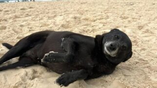 Cadelinha Pretinha era a grande companheira do cão Orelha