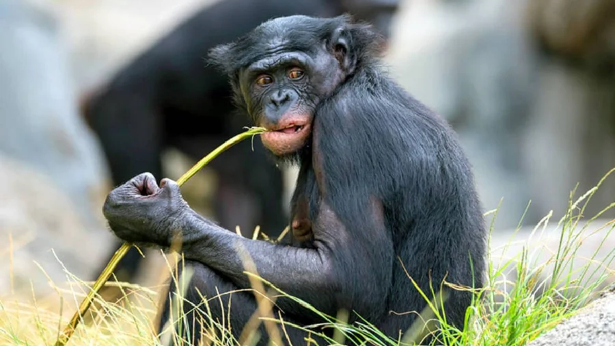 O experimento foi realizado com Kanzi, um bonobo que morreu aos 44 anos