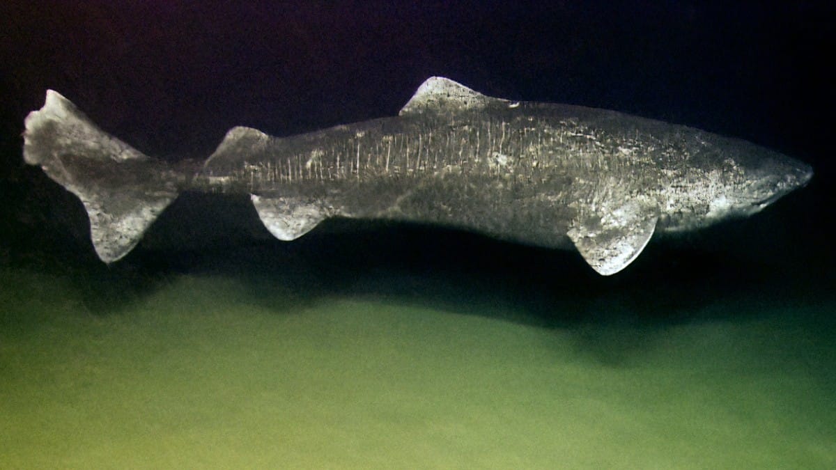 A espécie é considerada o vertebrado mais longevo já conhecido / Programa NOAA Okeanos Explorer/Wikimedia Commons