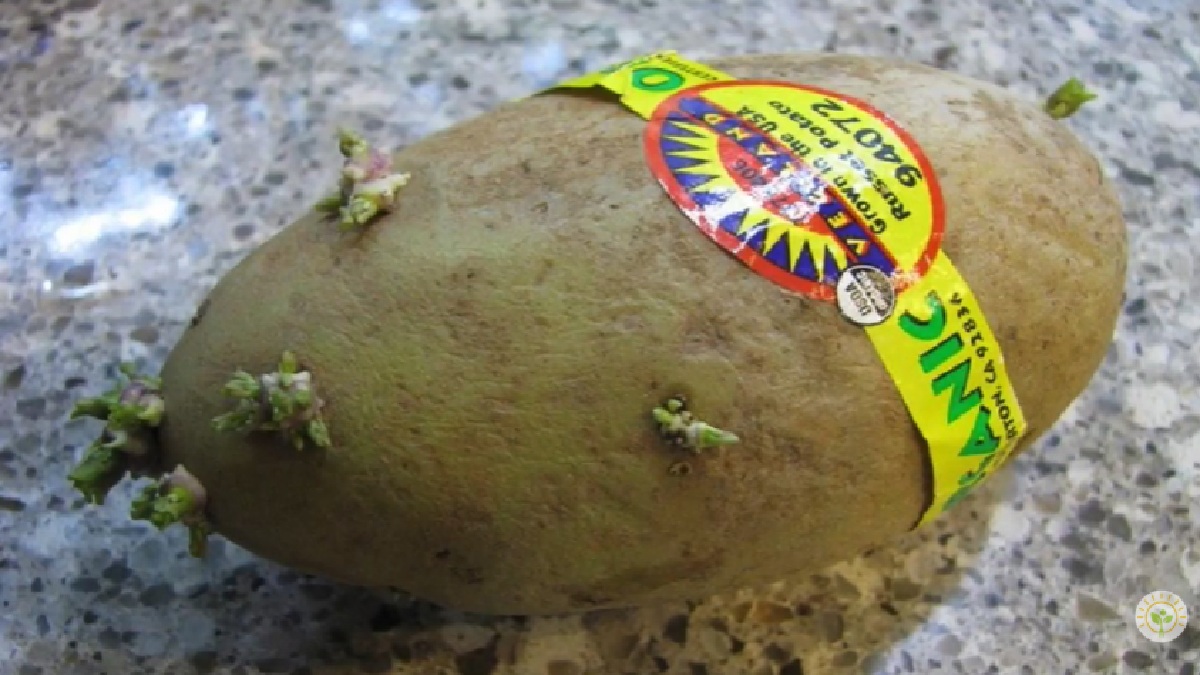 Os brotos assustam, mas nem sempre indicam que a batata está perdida