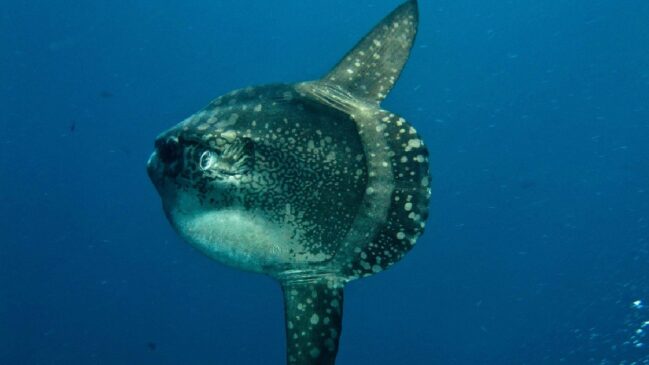 Pesquisas revelam que espécie vulnerável é peça-chave no equilíbrio do oceano