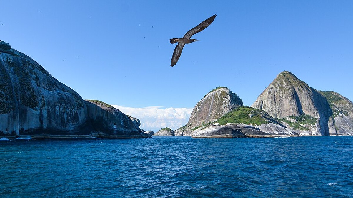 Pesquisadores da Unicamp e do Jardim Botânico do Rio de Janeiro localizaram 19 exemplares da planta rara em uma encosta de difícil acesso no litoral paulista