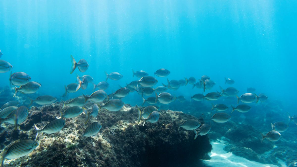 Eles explicam que o aquecimento dos oceanos está acelerando o desaparecimento de diversas espécies de peixes