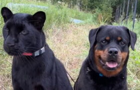 Durante a recuperação, um encontro improvável deu novo rumo à trajetória de Luna. Venza, uma cadela da raça rottweiler que já vivia com a cuidadora, se aproximou da pequena pantera