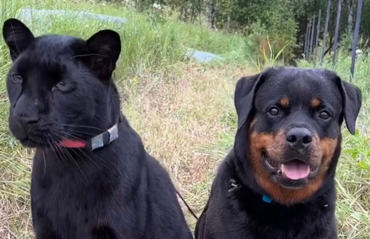 Durante a recuperação, um encontro improvável deu novo rumo à trajetória de Luna. Venza, uma cadela da raça rottweiler que já vivia com a cuidadora, se aproximou da pequena pantera