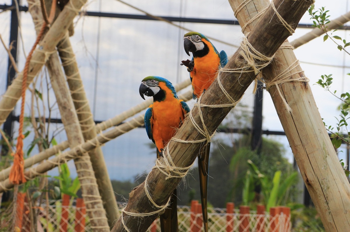 Refúgio das Aves promove reabilitação de animais silvestres e conscientização ambiental entre visitantes (Divulgação)