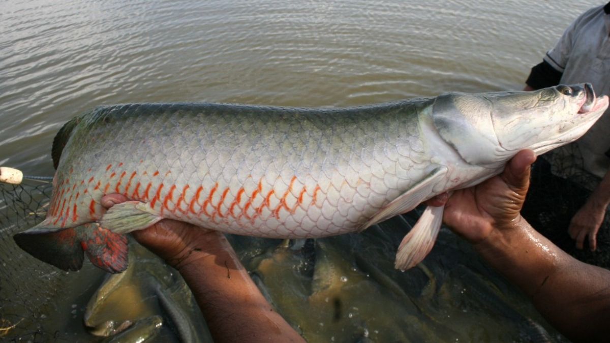 Pirarucu gigante foi pescado recentemente em duas regiões do Brasil / Imagem Meramente Ilustrativa
