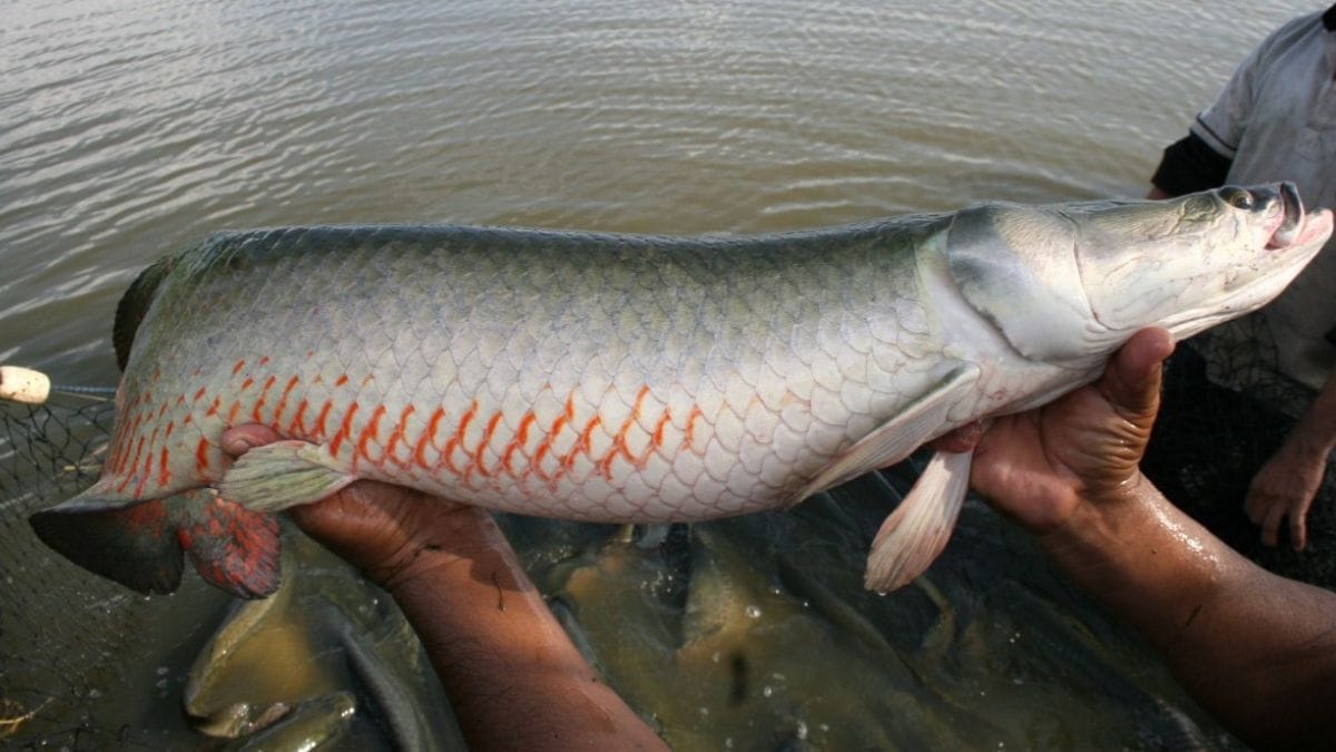 Esse peixe costuma viver em lagos e rios de águas claras e ligeiramente alcalinas, com temperaturas que variam de 24 °C a 37 °C (Governo do Brasil/Divulgação)
