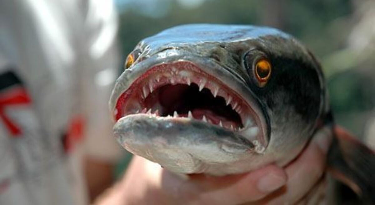 A fama de 'monstro' começou em 2002, em Maryland (EUA), quando um espécime de 60 centímetros foi capturado, chocando a comunidade local