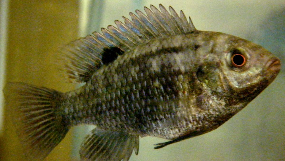 esta semana, a Peixe BR levou às autoridades paulistas a preocupação com o risco de introdução do Tilapia Lake Virus (TiLV)
