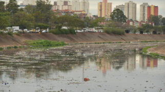 Em regiões altamente industrializadas, a exposição contínua a toxinas cria uma pressão seletiva intensa