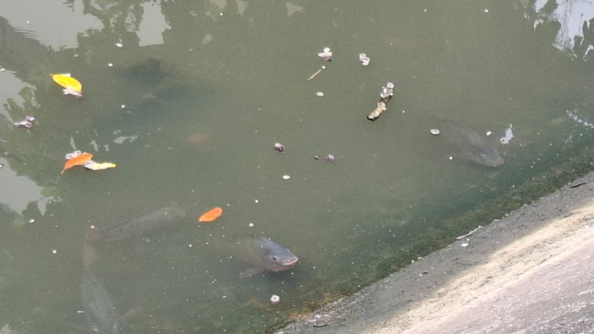 Estudos científicos apontam que a espécie mantém boa condição física durante todo o ano, mesmo em condições desfavoráveis à maioria dos peixes nativos, o que explica sua ampla presença nas águas da cidade. Nair Bueno/DL