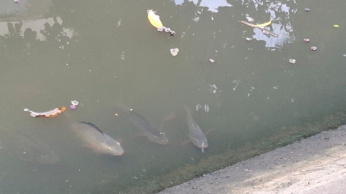 A presença da espécie exótica de peixes nos canais tem chamado a atenção de pesquisadores e especialistas, por sua alta capacidade de adaptação em ambientes urbanos. Nair Bueno/DL