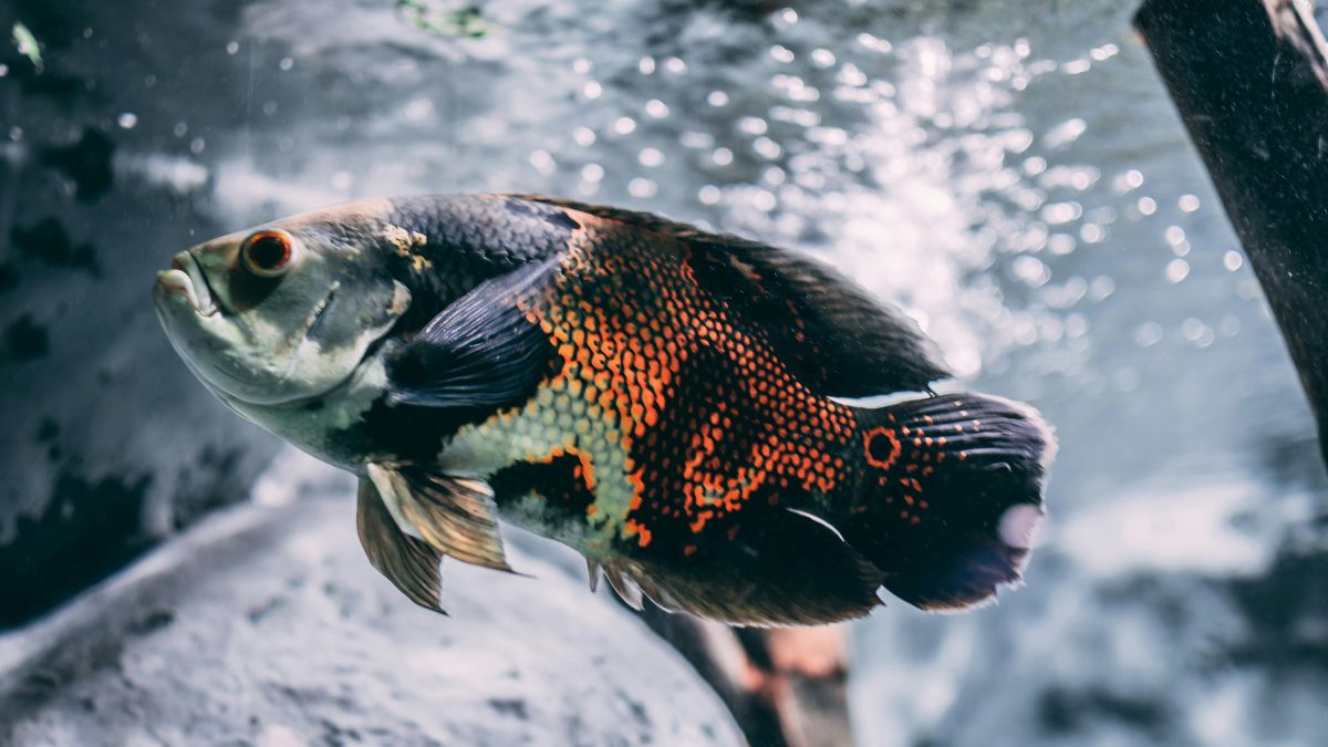 Assim como nós, os peixes sofrem com o estresse do isolamento. Estudos mostram que o comportamento de cardume ajuda a reduzir a ansiedade/Pexels