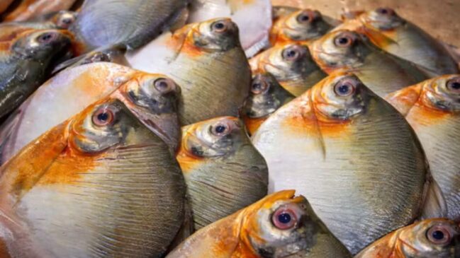 O consumo do peixe pacu foi apontado como a principal causa de ter levado uma família para o hospital