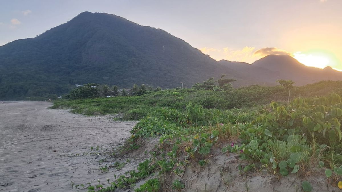A restinga é composta por uma complexa rede de raízes e filamentos capazes de fixar a areia da praia