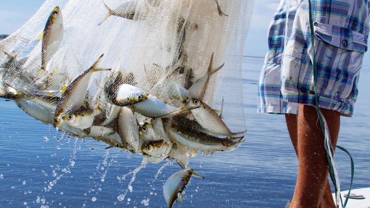 Medida suspende até dezembro de 2026 restrições que proibiam a arte de pesca no estado/Pexels