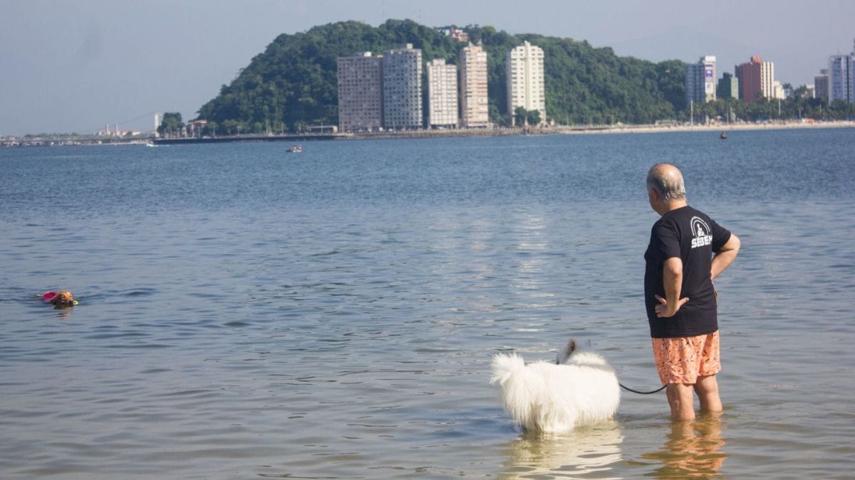 Elaborado pela Secretaria de Desenvolvimento Urbano, o projeto prevê a construção de uma área cercada e equipada voltada para os pets (PMSV/Divulgação)