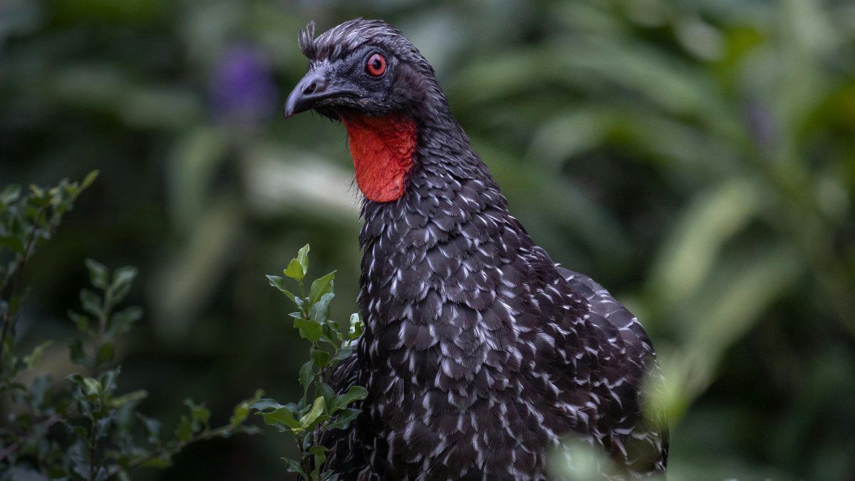 Café mais caro do Brasil vem das fezes do pássaro jacu