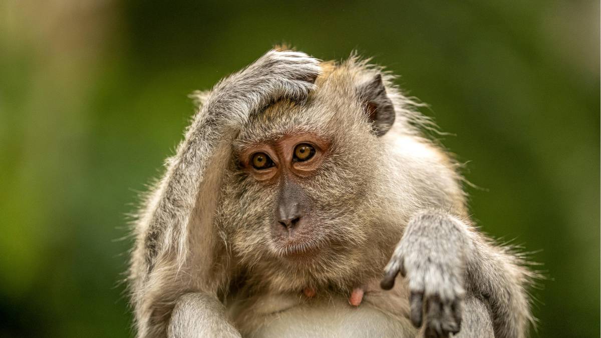 Descobertas reforçam que macacos compartilham com os humanos habilidades cognitivas e emocionais mais complexas do que se pensava