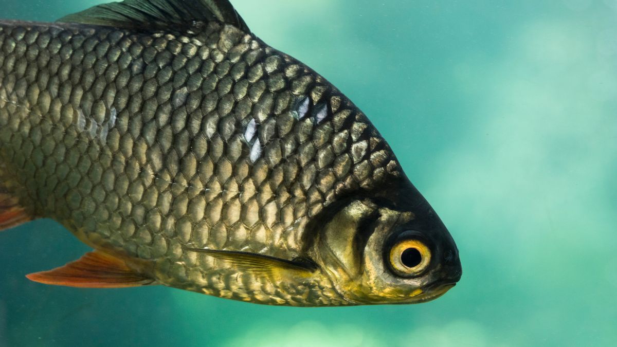 Na natureza, é o macho quem cuida dos filhotes. Ele os mantém por perto nos primeiros meses para garantir a sobrevivência contra predadores/Freepik
