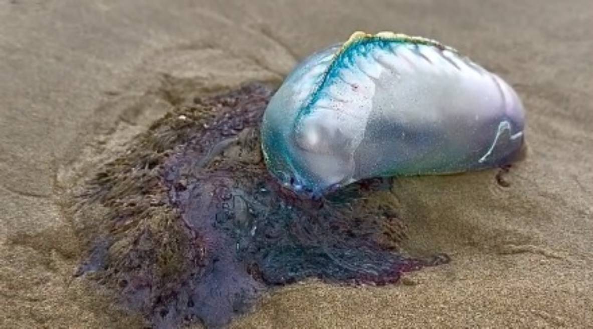 Em uma publicação que vem ganhando as redes sociais, é possível ver vários espécimes espalhados pela área