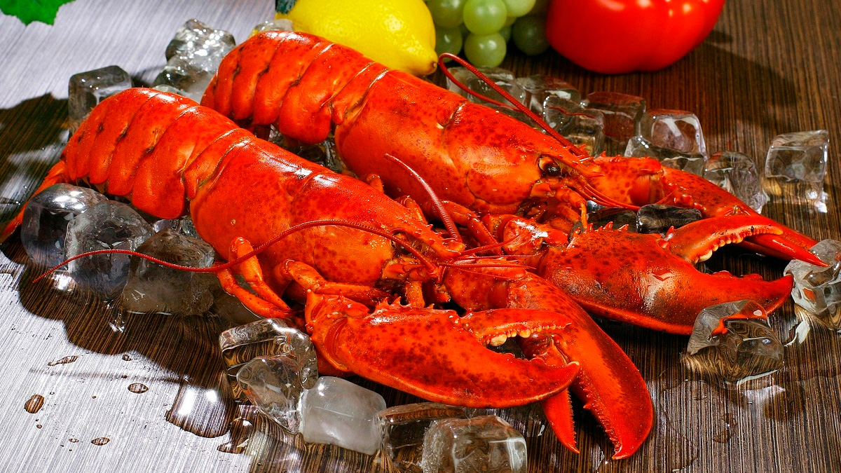 Considerada um dos frutos do mar mais sofisticados da gastronomia, a lagosta inteira segue entre os produtos mais caros vendidos no litoral paulista