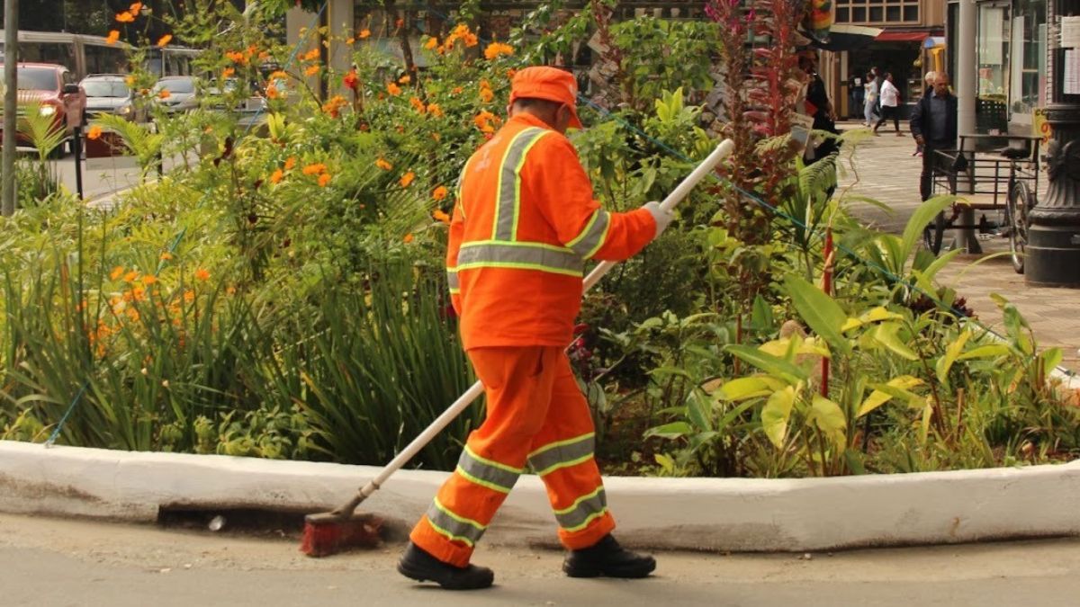 Canteiros revitalizados recebem ipê-amarelo, ora-pro-nóbis e outras espécies nativas do bioma/Divulgação/Prefeitura de São Paulo