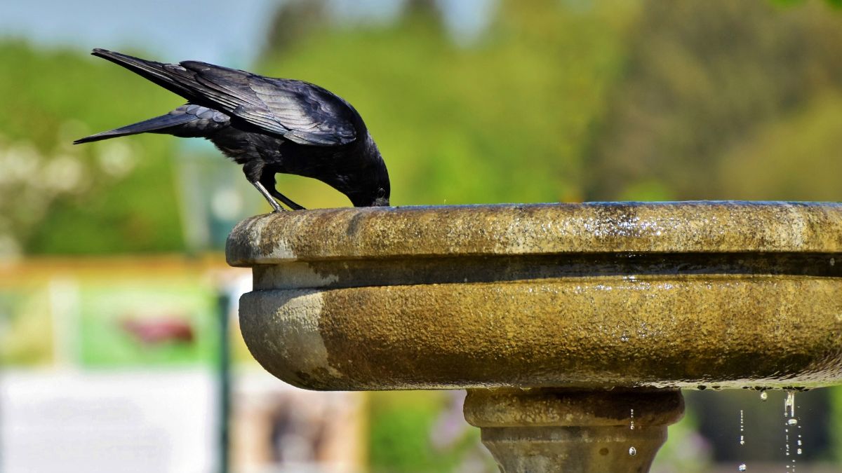 A inteligência dos corvos os coloca entre as aves mais cognitivamente avançadas / Pixabay