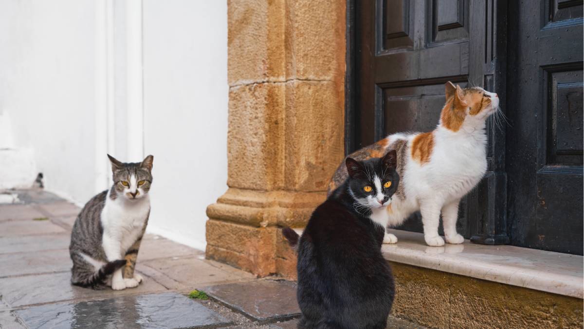 A cidade de Santos, no litoral de São Paulo, acaba de dar um passo decisivo no combate à violência contra pets