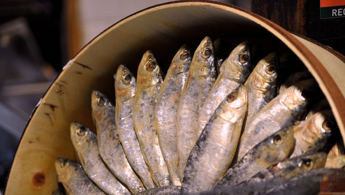 Para chegar aos resultados, foram avaliados espécimes capturados em diferentes áreas da baía