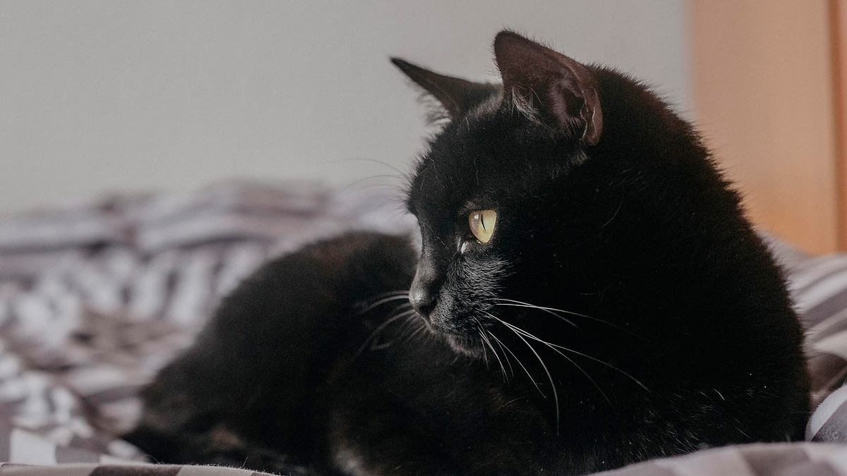 No litoral de São Paulo, cresce a preocupação com a segurança e o bem-estar desses animais durante este período.