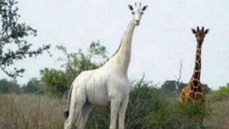 A única girafa branca conhecida atualmente vive sob vigilância constante