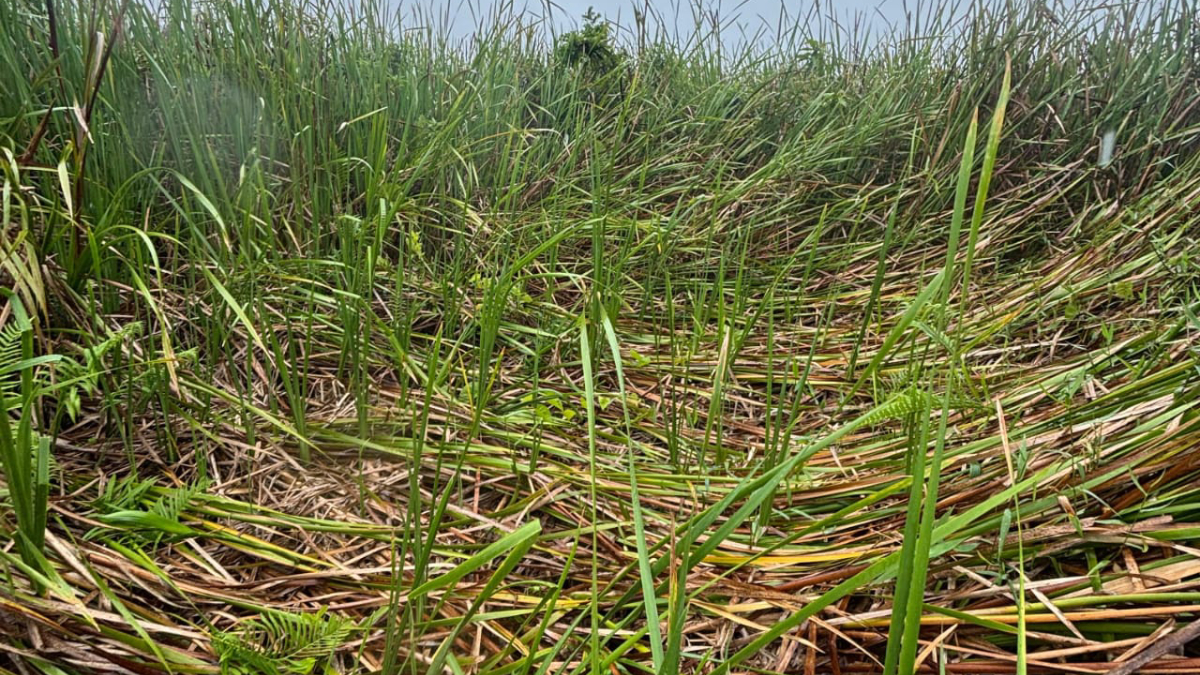 O registro chamou atenção por apresentar características semelhantes a outros supostos pousos já analisados na região