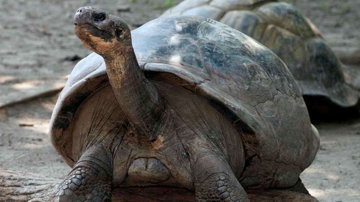 A iniciativa busca recuperar funções ecológicas fundamentais desempenhadas pela espécie