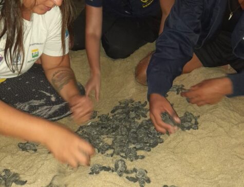 Além dos exemplares vivos, também foram encontrados 15 filhotes mortos e 20 ovos que não eclodiram