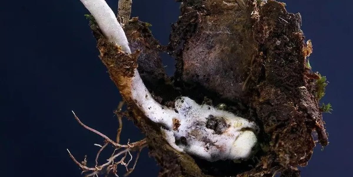 Pesquisadores identificaram em Nova Friburgo, na Região Serrana do Rio, uma nova espécie de fungo zumbi especializada em infectar e 'tomar o controle' de aranhas