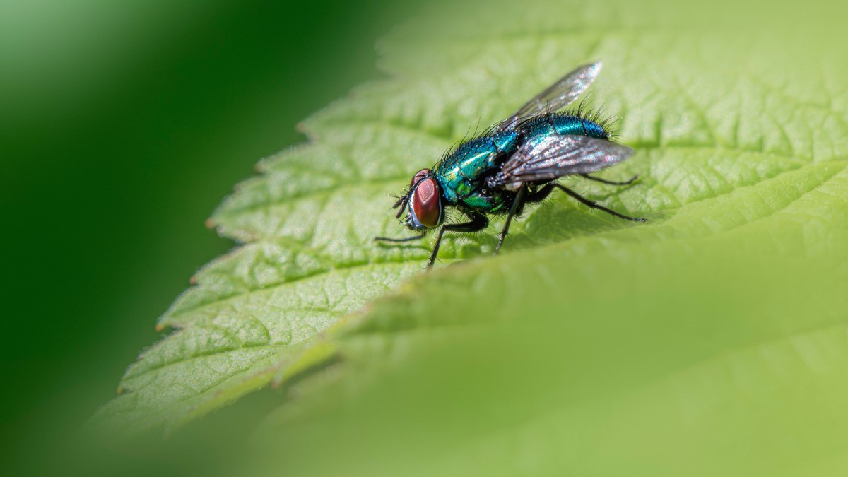 A presença constante de moscas indica falhas na higiene do ambiente / Pixabay