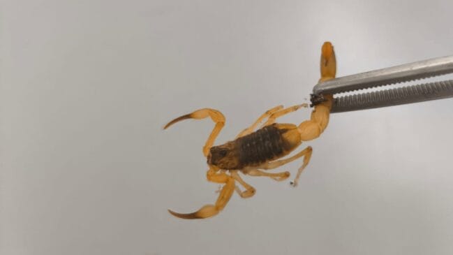 O animal, considerado a espécie mais perigosa do Brasil, foi encontrado na Rua Inês Wietikosck, no bairro Joaia