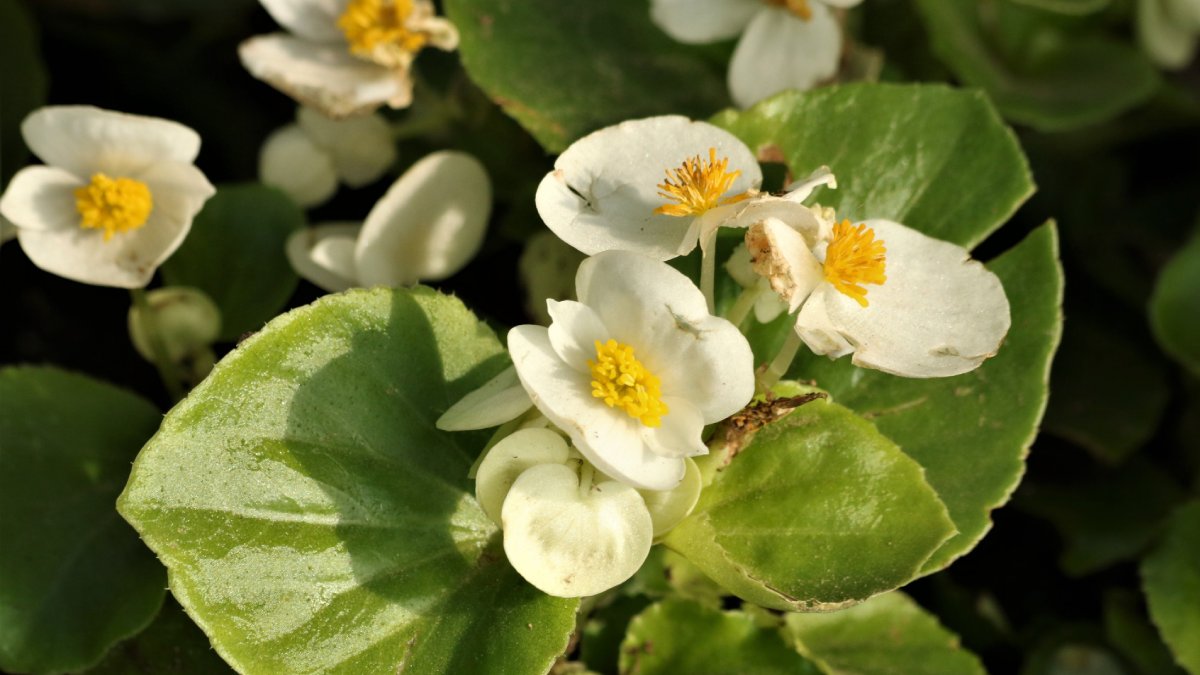 Descoberta inesperada revela sobrevivência silenciosa no litoral paulista