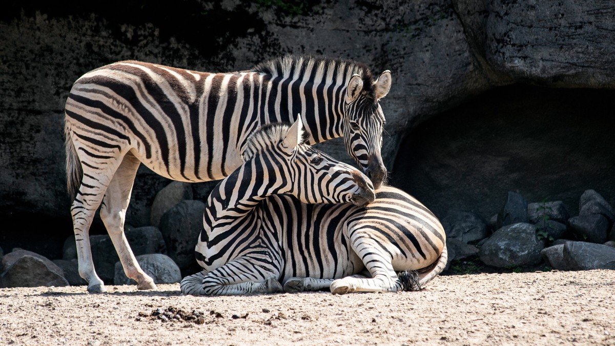 Você sabia que as listras das zebras funcionam como uma digital? Não existem duas iguais no mundo inteirinho! / Pixabay