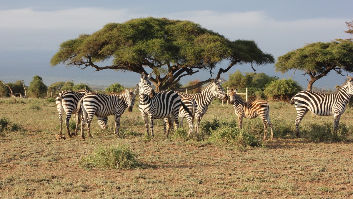 Elas são parentes dos cavalos, mas o temperamento é bem diferente: zebras são selvagens e quase impossíveis de domesticar. / Pixabay