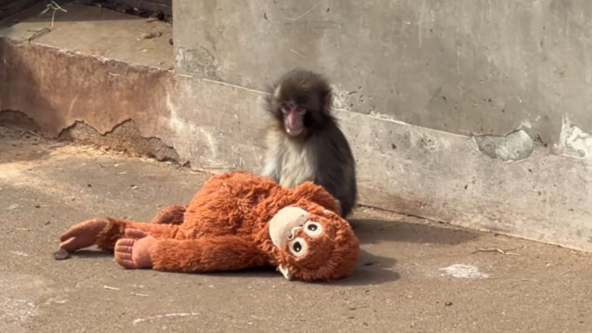 Órfão e rejeitado pelo bando, filhote se agarra a orangotango de pelúcia para sobreviver e vira atração turística nos arredores de Tóquio
