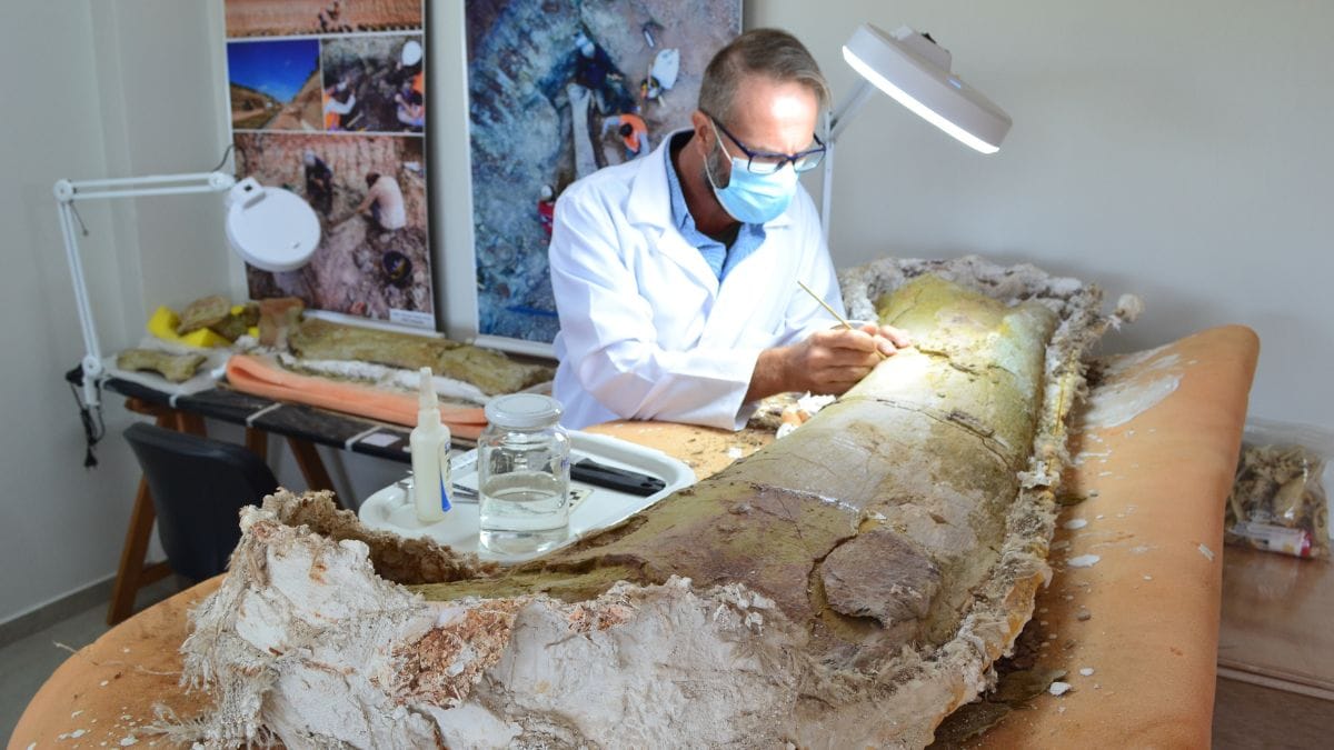 O fêmur de 1,5 metro do Dasosaurus tocantinensis foi a peça-chave para os pesquisadores estimarem o tamanho do animal: cerca de 20 metros de comprimento/Divulgação