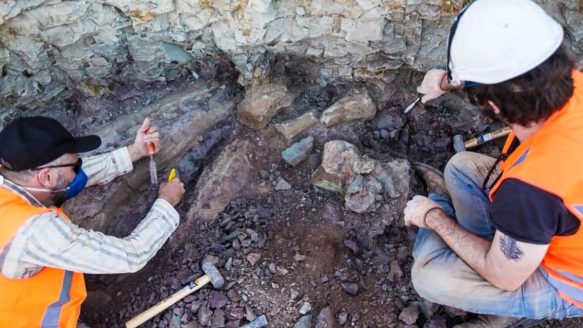 O trabalho minucioso foi essencial para identificar que se tratava de uma nova espécie, parente distante de um dinossauro encontrado na Espanha/Divulgação