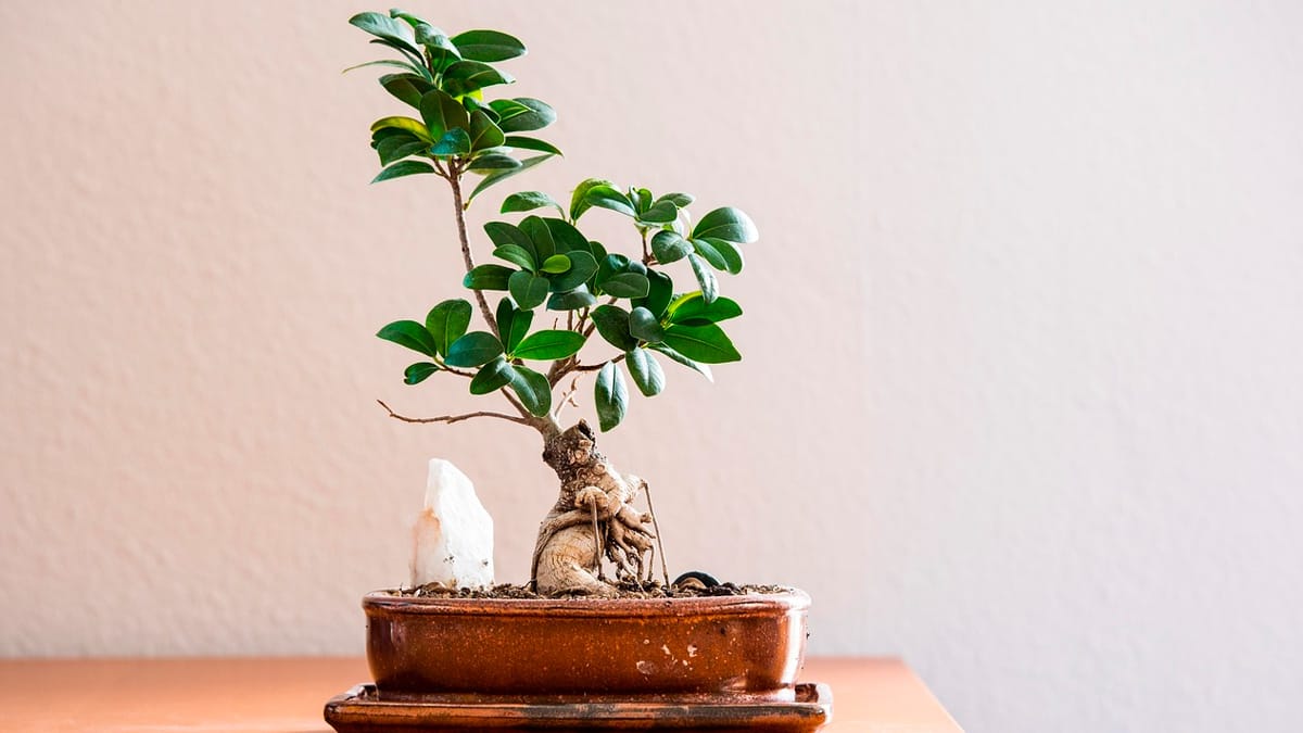 As plantas continuam sendo protagonistas na decoração. Pixabay