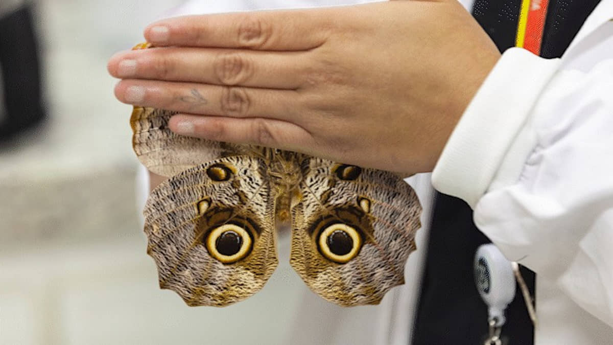 A borboleta-coruja inclui o sangue como complemento da sua dieta