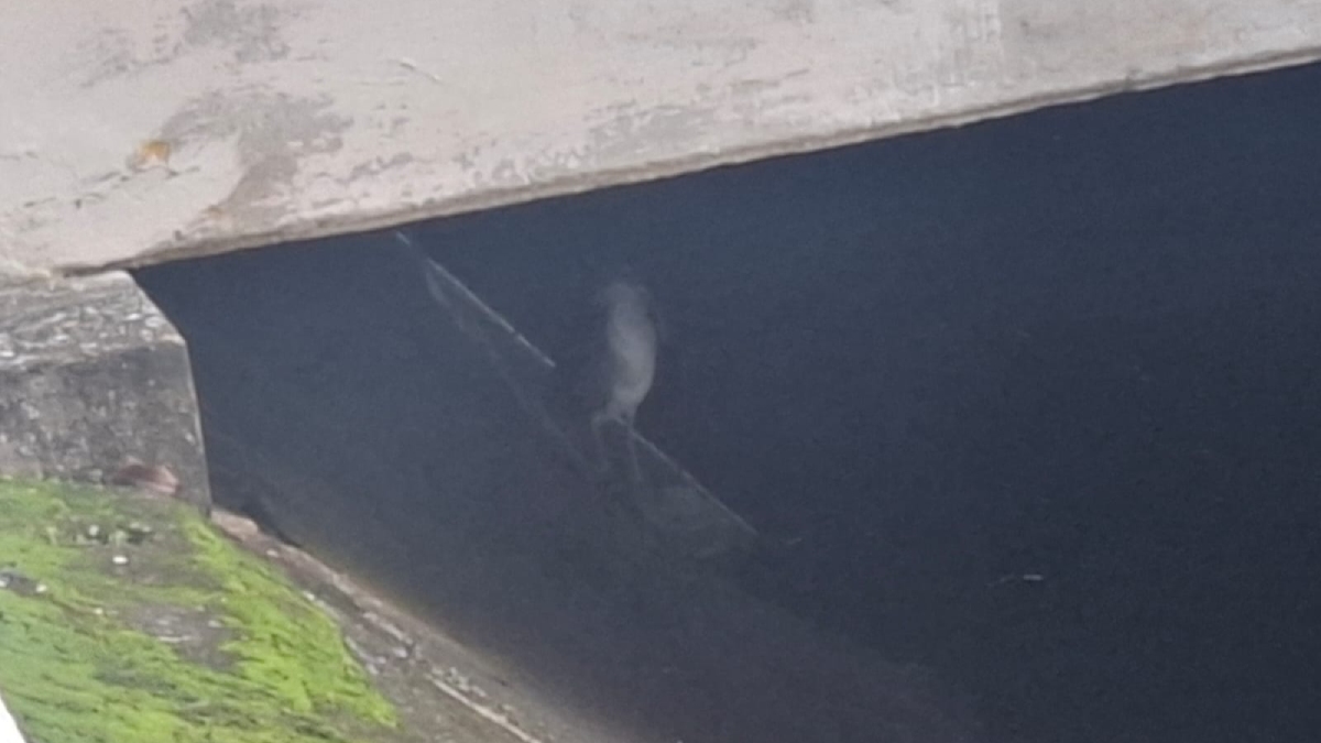 Ele se alimenta principalmente de peixes pequenos, insetos e anfíbios / Nair Bueno/DL