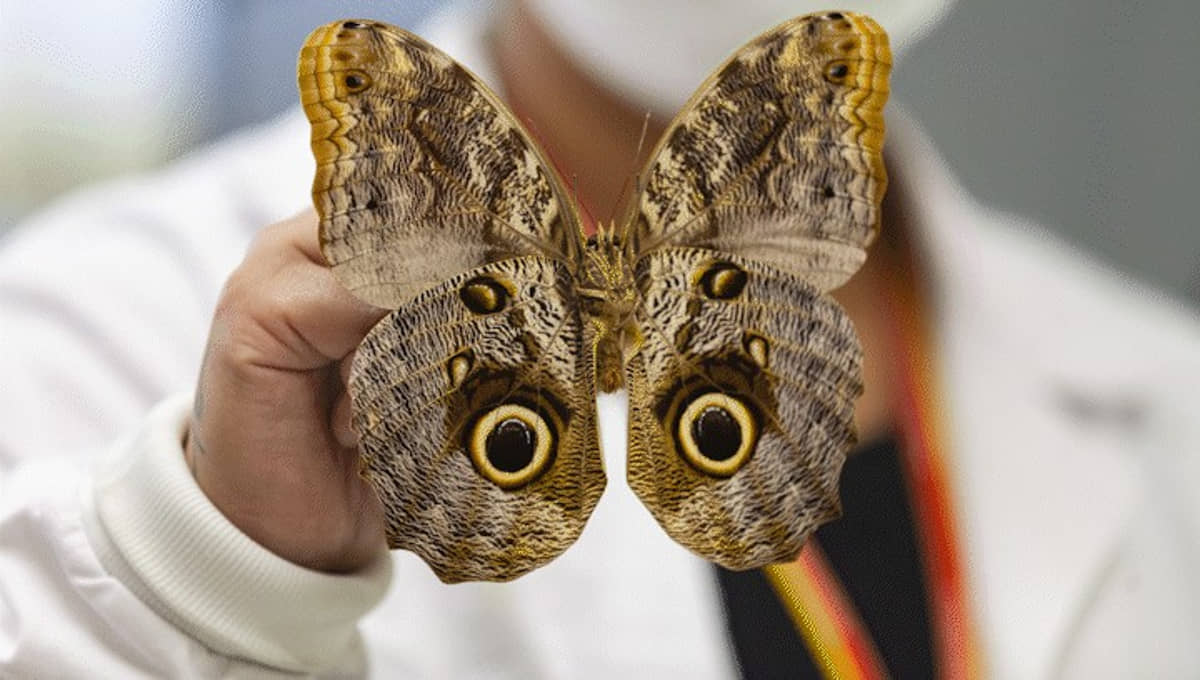 Borboleta diferentona parece ter saído de um filme de terror, mas é inofensiva